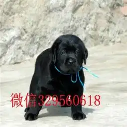 汉沽哪里能买到纯种拉布拉多拉布拉多多少钱一只拉布拉多多少钱一只专业繁殖拉布拉多犬黄色拉布拉多