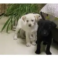 广东哪里有卖拉布拉多的,广东名犬养殖场地址,拉布拉多幼犬价格图片大全嘉祥县果旺养殖场