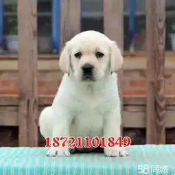 拉布拉多寻回犬狗宠物狗交易,价格,发布信息第26页网上114