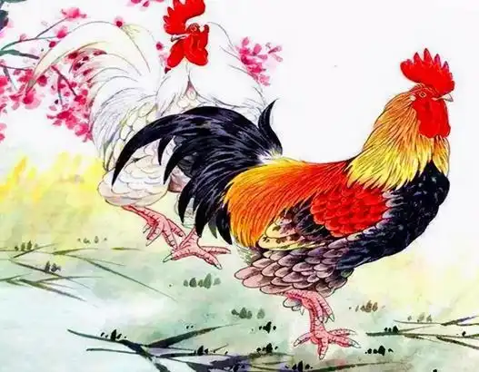 2023年生肖鸡的人,运气好不好