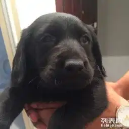 拉布拉多犬黑色纯种找新家