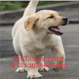 西安直销拉布拉多幼犬神犬小七优秀的导盲犬拉拉出售