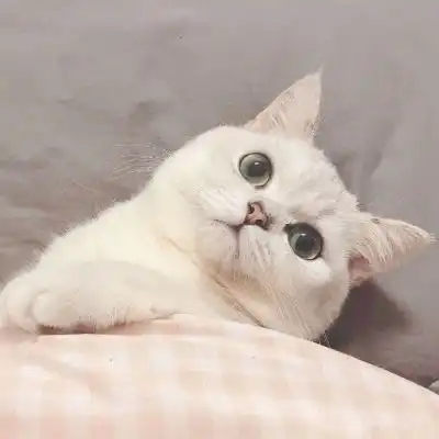 苏瓷可爱宠物头像猫咪可爱卡微信头像我要个性网