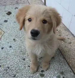 求拉布拉多和金毛幼犬的照片