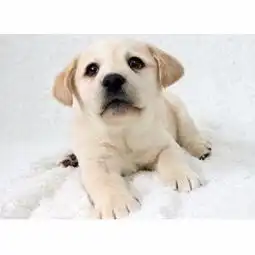 哪里有出售拉拉幼犬出售纯种健康拉不拉多幼犬哪里买的到