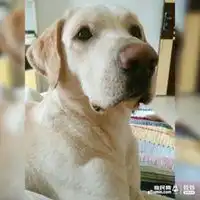 拉布拉多情侣头像两张关
