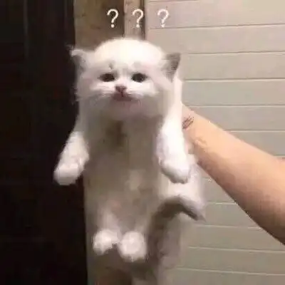 抖音一排猫咪点头表情包手机app下载抖音一排猫咪点头表情包破解版下载v1.0