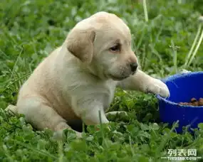广州正规的犬舍在哪里天河区那里有卖拉布拉多小狗