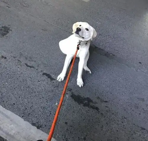 狗狗每到这个路口就死活不走了,你是被什么吓着了吗