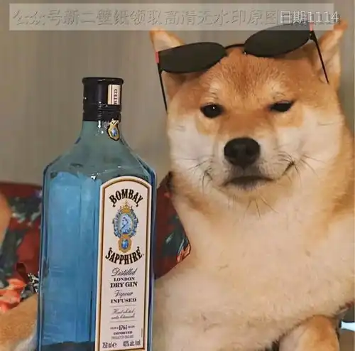 抖音热门情侣头像宠物动