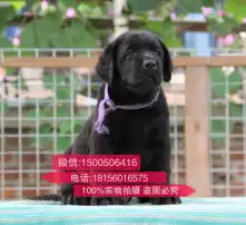 拉布拉多情侣头像两张一
