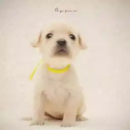 拉不拉多头像