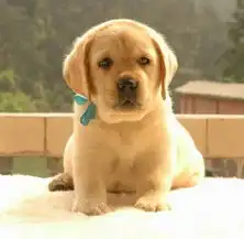 标题宁波哪里出售拉布拉多犬.宁波家养健康拉布拉多犬价格.宁波拉布拉多犬图片