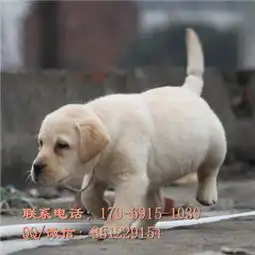 沧州哪里有拉布拉多出售纯种拉布拉多价格拉布拉多哪里有卖