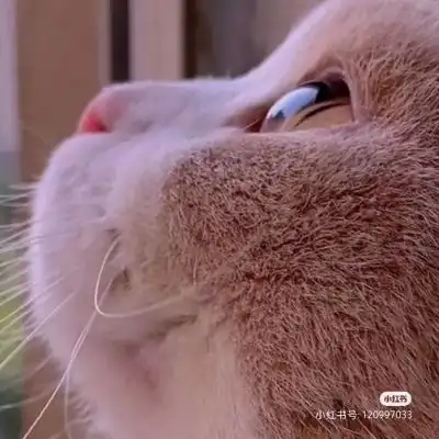 猫猫情头