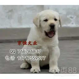 拉布拉多幼犬价格拉布拉多图片黑黄白拉布拉多-黄页88网