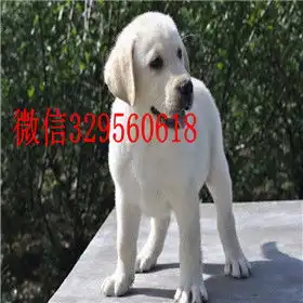 渝北哪里有卖拉布拉多犬精品拉布拉多出售奶白色拉布拉多拉布拉多图片