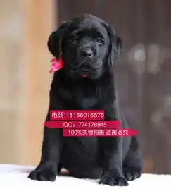 贵阳哪里出售拉布拉多,拉布拉多多少钱,哪里出售纯种拉布拉多