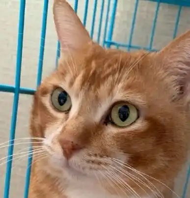 抖音猫红彦祖和铲屎官,告诉你如何正确与坏脾气猫沟通