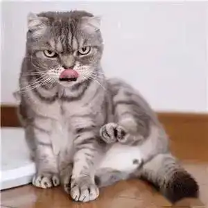 抖音猫咪划船自拍头像