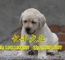 黄页88高清图片