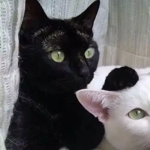宠物情侣头像猫咪