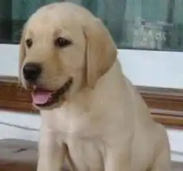 拉布拉多犬自家养的疫苗已做好