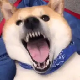 动物沙雕情侣头像搞笑