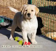 黄页88高清图片