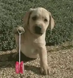 求几张可爱的拉布拉多犬图片