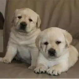 图高品质拉布拉多幼犬纯种健康签协议有保障可上门深圳宠物狗