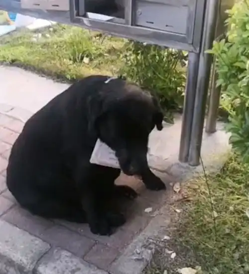 拉布拉多情侣头像两张遛