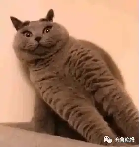 抖音刷屏的给猫戴金箍,其实是它痛苦的挣扎
