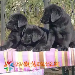 徐州出售奶白色拉布拉多神犬小七同款拉布拉多狗多少钱
