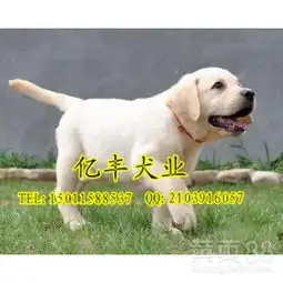 北京黄页88网