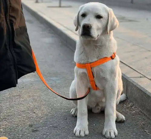 5个关于不养拉布拉多犬的理由,养狗新手的你,未必全知道