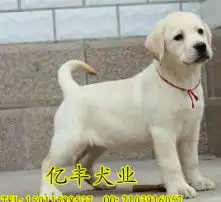 黄页88高清图片