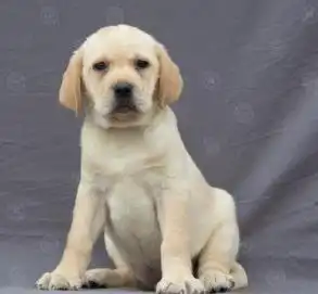 永盛犬业十多年的繁殖经验纯种拉布拉多犬同城免费送狗