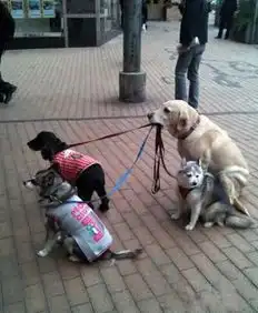 最牛金毛保姆犬牵着仨小狗遛狗