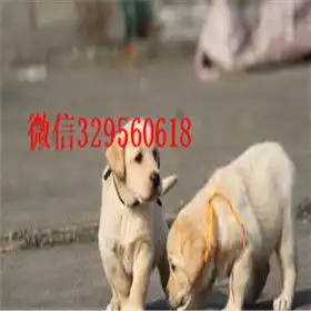拉布拉多情侣头像两张军