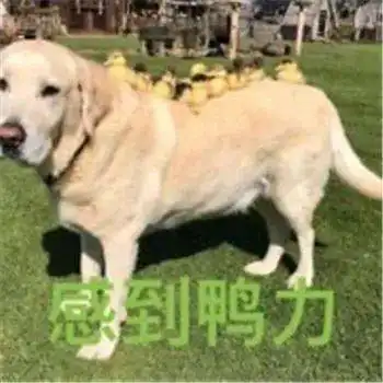 最全沙雕狗子表情包合辑年度最傻狗子都在这儿了