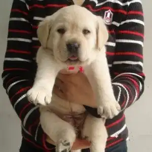 南京哪里卖拉布拉多幼犬南京纯种拉布拉多多少钱一只南京哪有正规宠物店