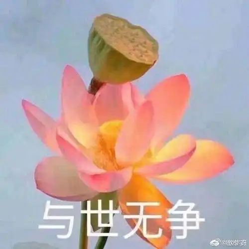 震惊壶2宠物居家待遇曝光,真相男默女泪何洛洛怎么这样啊臭臭公主太惨了吧
