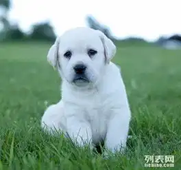 拉布拉多情侣头像两张犬
