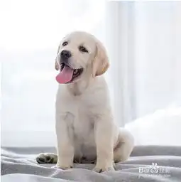 拉布拉多怎么训练