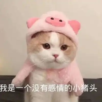 猫猫情头