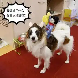 抖音热门情侣头像宠物头