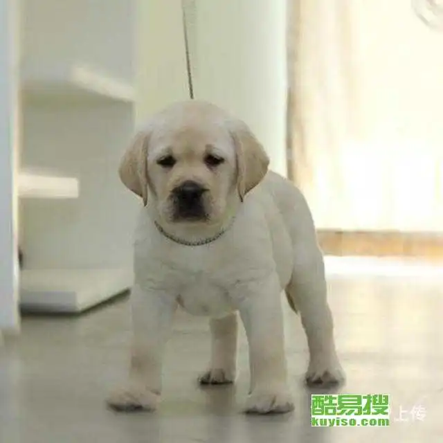 漳州酷易搜