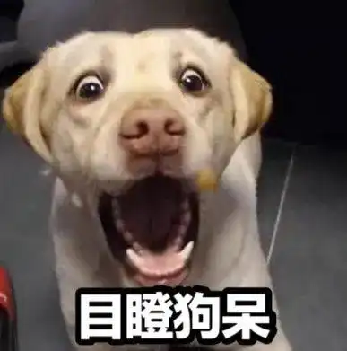 为了出门,他竟然把狗放在了车顶......