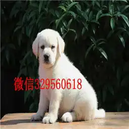 秦皇岛哪里出售纯种拉布拉多大骨架拉布拉多咖啡色拉布拉多宝宝纯种拉布拉多幼犬签协议双双血统拉布拉多犬出售